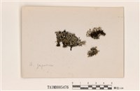 藏品(日本雪花衣)的圖片